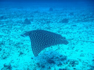 Fototapeta premium Manta Ray with outstretched fins