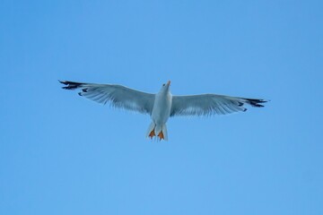 Undershot of a white seagull flying over clear sky