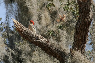 Closeup shot of a woodpecker bird