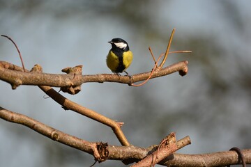 Adorable great tit perched on leafless tree branch on blur background