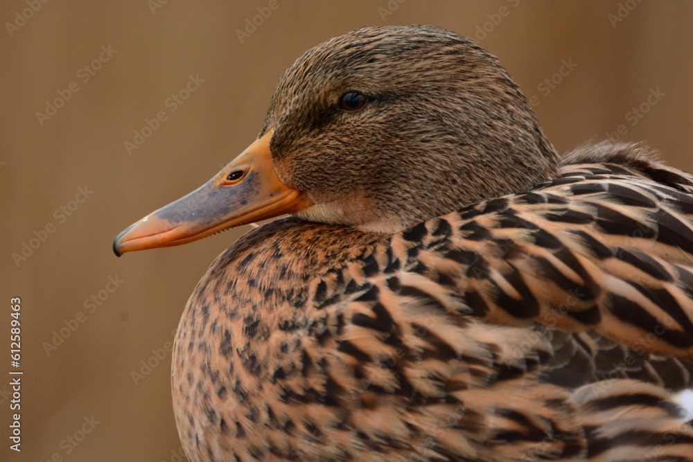 Sticker closeup shot of details on a brown mallard duck