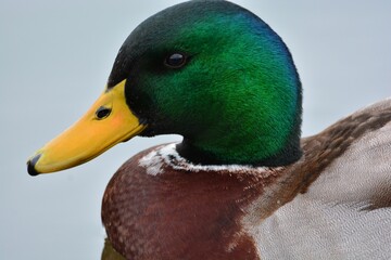 Closeup shot of details on a green mallard duck