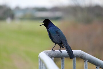 Close-up shot of a boat-tailed grackle standing on a fence with open mouth