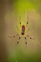 Vertical shot of a colorful spider on a web with blurry background