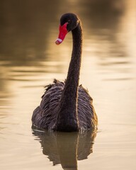 Obraz premium Vertical closeup of a beautiful black swan. Cygnus atratus.