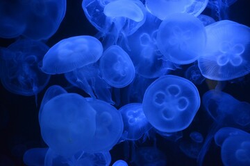 Closeup shot of glowing blue jellyfish underwater