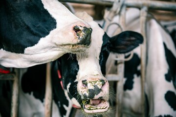Closeup of black and white cows in cabin