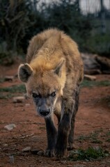 Fototapeta premium Vertical shot of a hyena walking in Kruger National park, South Africa
