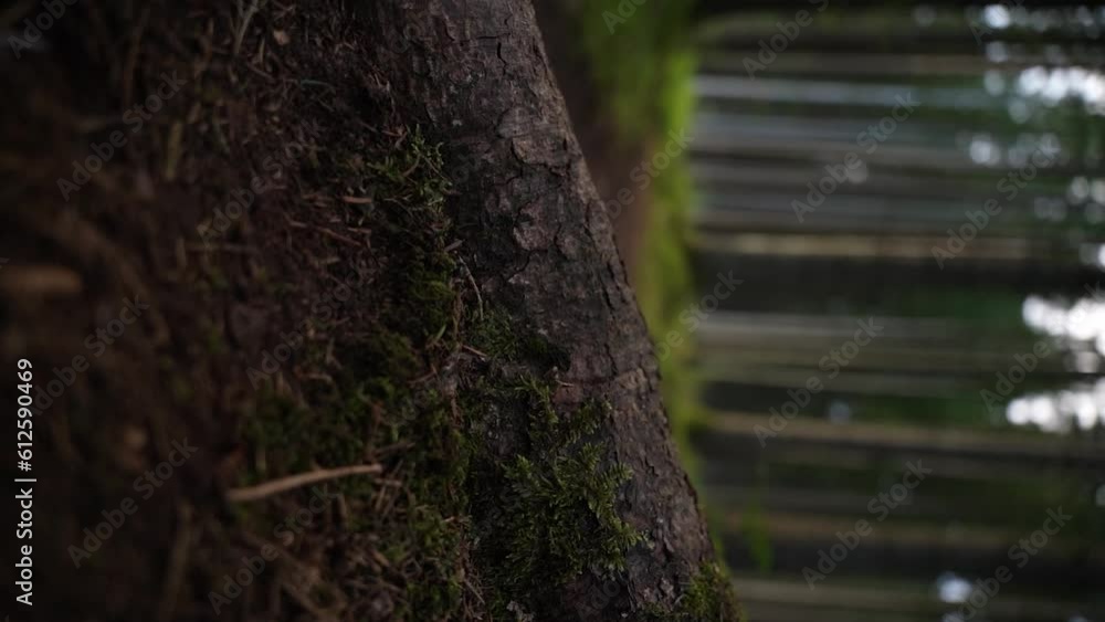 Poster Flipped vertical shot of tree bark with defocused view of forest in the background