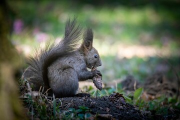 Beautiful view of a squirrel eating nuts in the park