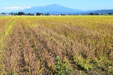 収穫前のダイズ畑 山形県庄内