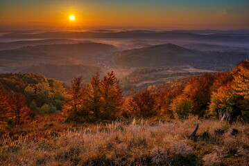 Beautiful view of trees in the forest during sunset