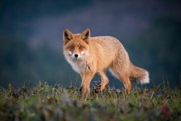 Naklejka na ściany i meble Selective focus on a wild Sakhalin fox found roaming around in the wild