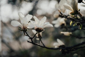 Closeup of tree branches with blooming white flowers