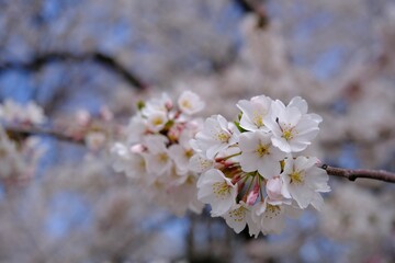 Closeup shot of white flowers on a cherry tree with gentle petals on the isolated background