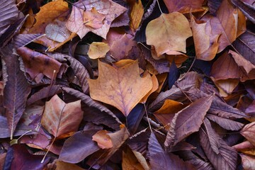 Closeup of brown dry autumn leave son the ground