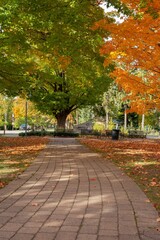 Naklejka premium Stone floor road in the park with autumn colorful trees, vertical shot