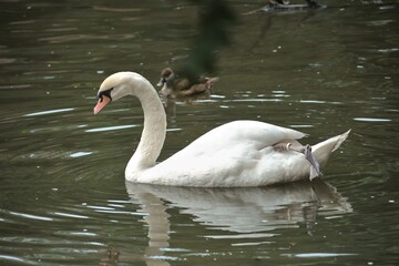 Closeup shot of a white swan floating on a calm lake