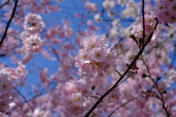 Closeup shot of pink flowers on a cherry tree with gentle petals on the isolated background