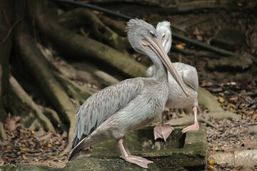 Closeup of two gray pelicans in an aviary