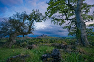 Scenic view of a landscape with old wooden trees and green grass in cloudy sky background in Ireland