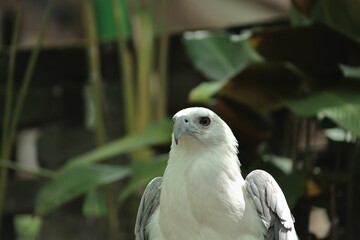Closeup shot of a white-bellied sea eagle in an aviary