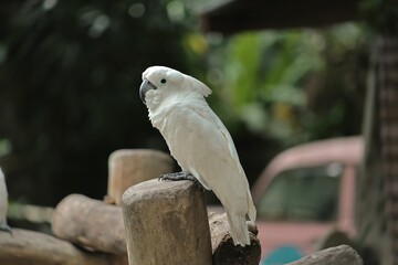 Closeup shot of a white cockatoo perching on a log in an aviary