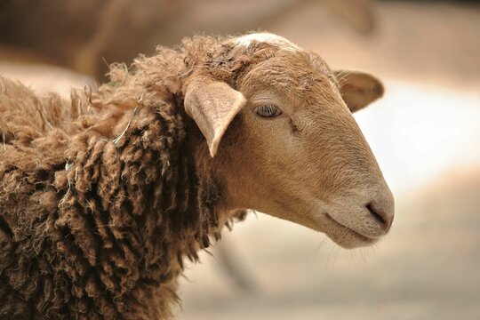Closeup shot of a sheep in a field against a blurred background