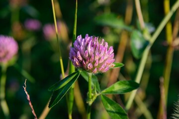 Close-up shot of a Red Clover flower on a soft blurry background
