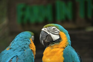 Closeup shot of two macaws in an aviary against a blurred background
