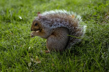 Closeup of a gray squirrel in the grass in a park