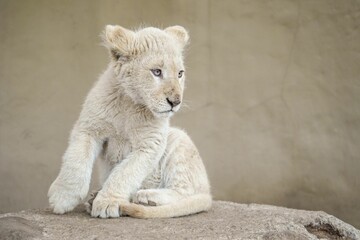 Obraz premium Closeup of a cute white Exotic baby Cub sitting on a rock