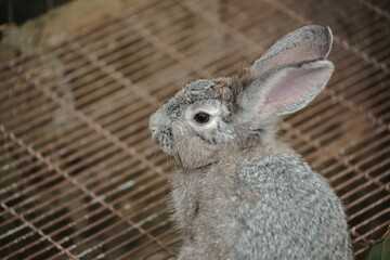 Closeup shot of a gray bunny inside a cage