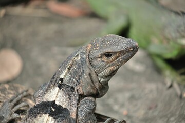 Closeup shot of a wild gray iguana against a blurred background