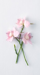 Fototapeta premium Pastel pink wildflowers bouquet on white background