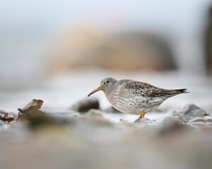 Closeup shot of sea sandpiper bird looking for food on the rocky lake