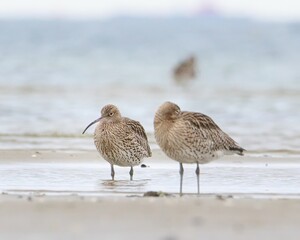 Closeup shot of a curlew bird looking for food on the lake