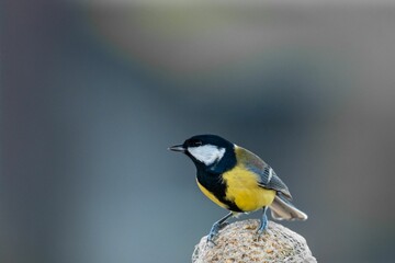 Small colorful bird perching on the branch