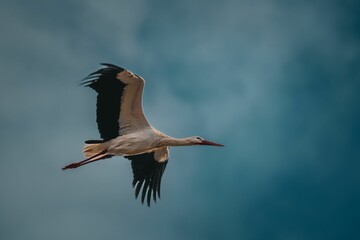 White stork in flight up above the sky