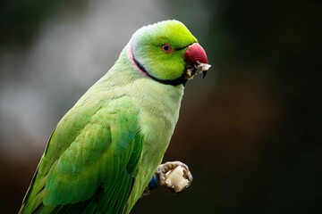 Closeup shot of a green parrot eating with blurry background