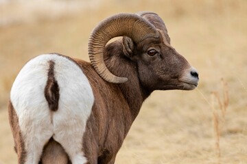 Closeup of a bighorn sheep in a field