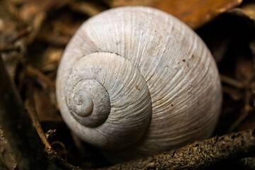 Closeup of white snail's shell against blur background
