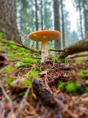 Vertical shot of mushroom growth on forest's ground against blur background