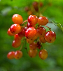 Closeup of organic red Viburnum growth against green blur background