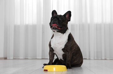 Adorable French Bulldog near yellow bowl indoors. Lovely pet