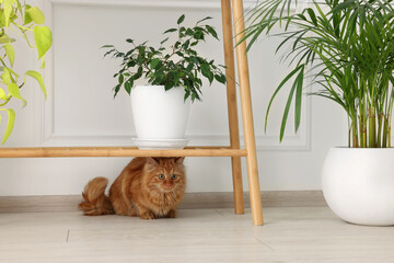 Adorable cat under wooden table with green houseplants at home