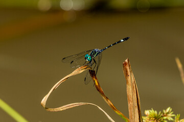 dragonfly insect with transparent wings over leaf