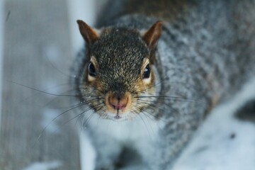 Close-up of a cute furry Carolina squirrel (Sciurus carolinensis)