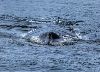 Closeup of the back of a humpback whale in the ocean