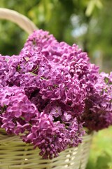 Fototapeta premium Beautiful lilac flowers in wicker basket outdoors, closeup